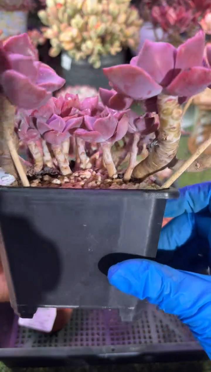 【闪购商品】02545