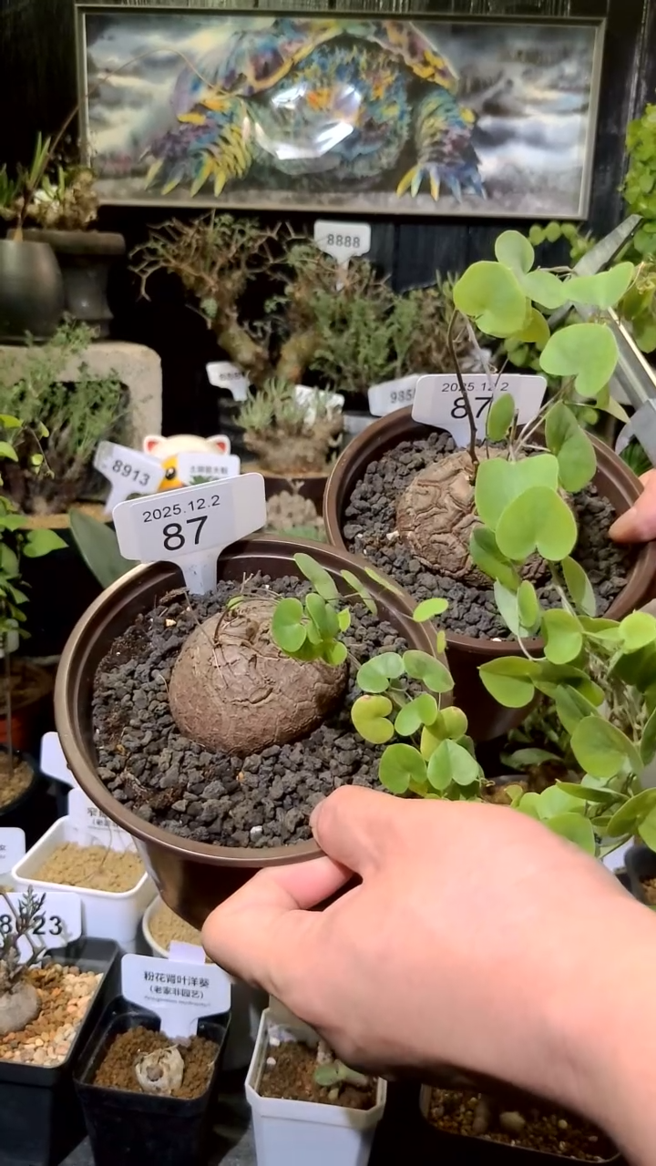 87号1202福利南非龟甲龙买一送一