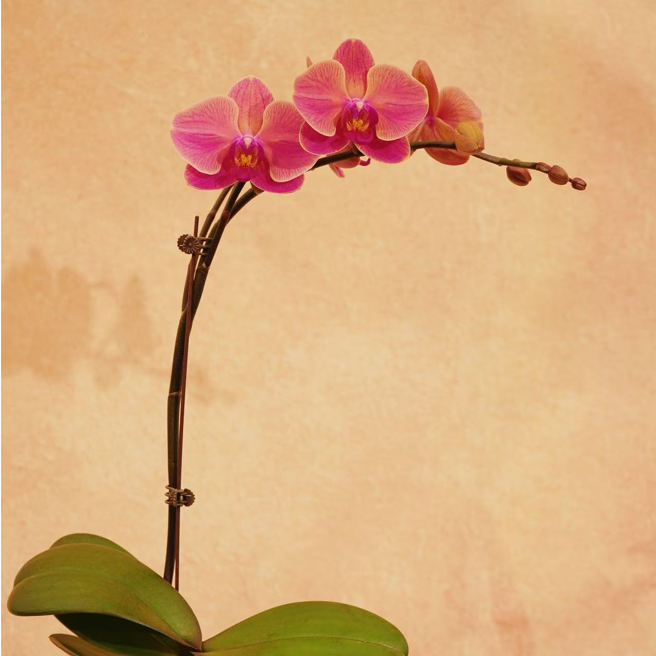 精选蝴蝶兰【聚宝橘子】红色带线条蝴蝶兰精品湾湾品种