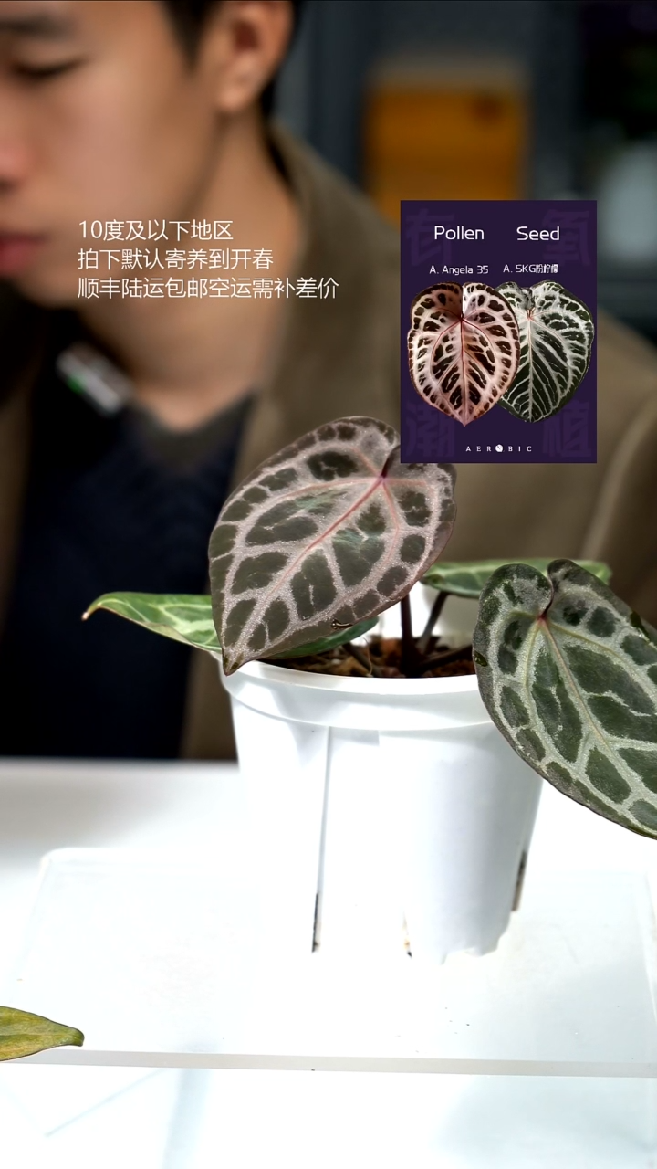 完全开放031-安吉拉*粉柠檬