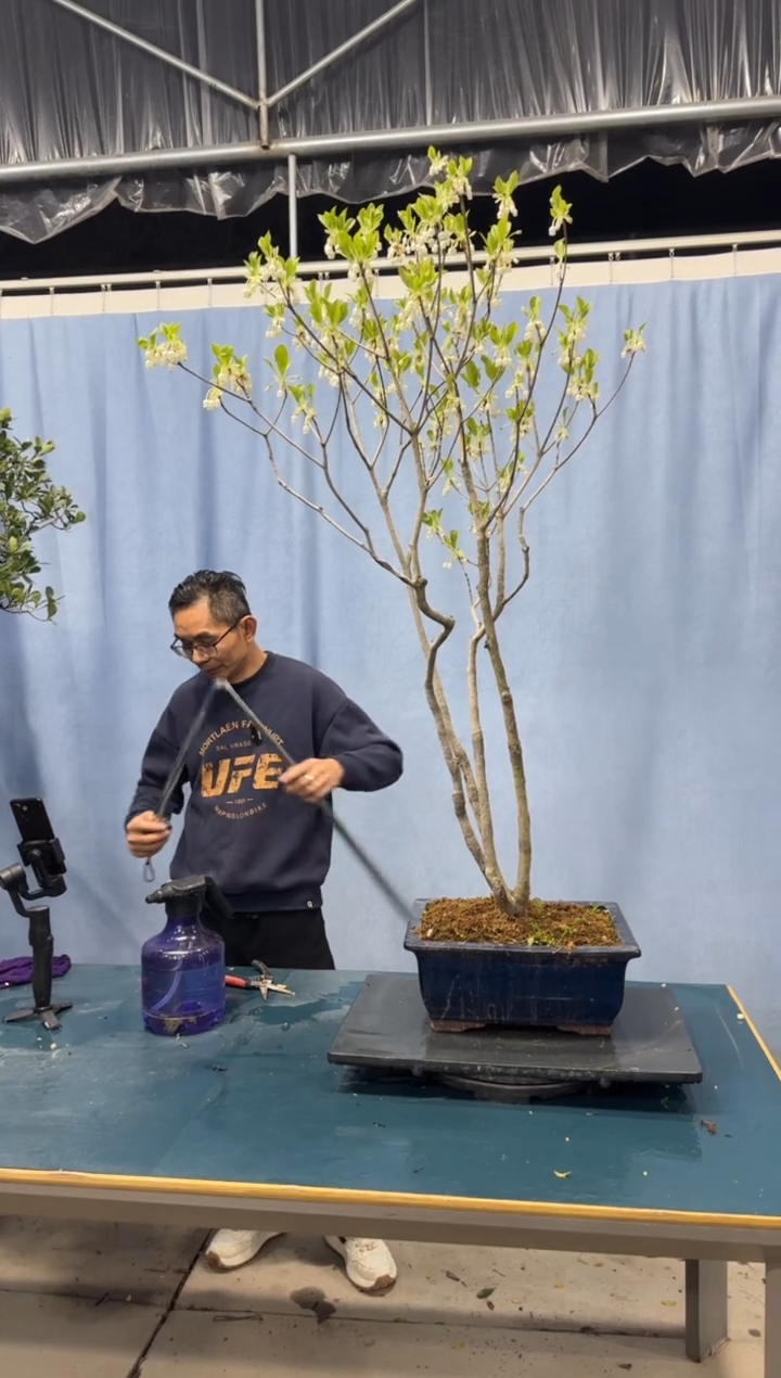 【闪购商品】盆景吊钟花