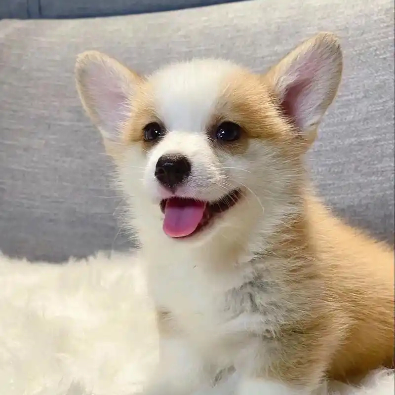 聪明活泼黄白双色柯基幼犬小型宠物狗活体