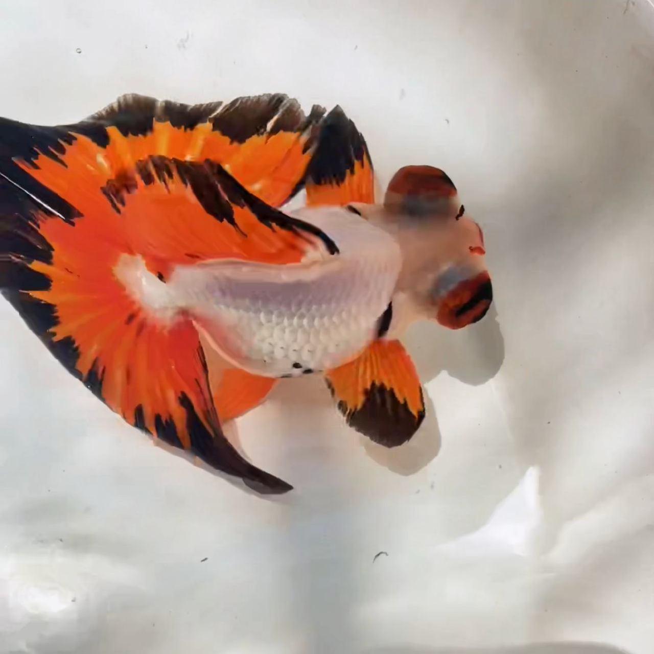 自家鱼场培育的传统金鱼（一物一拍）