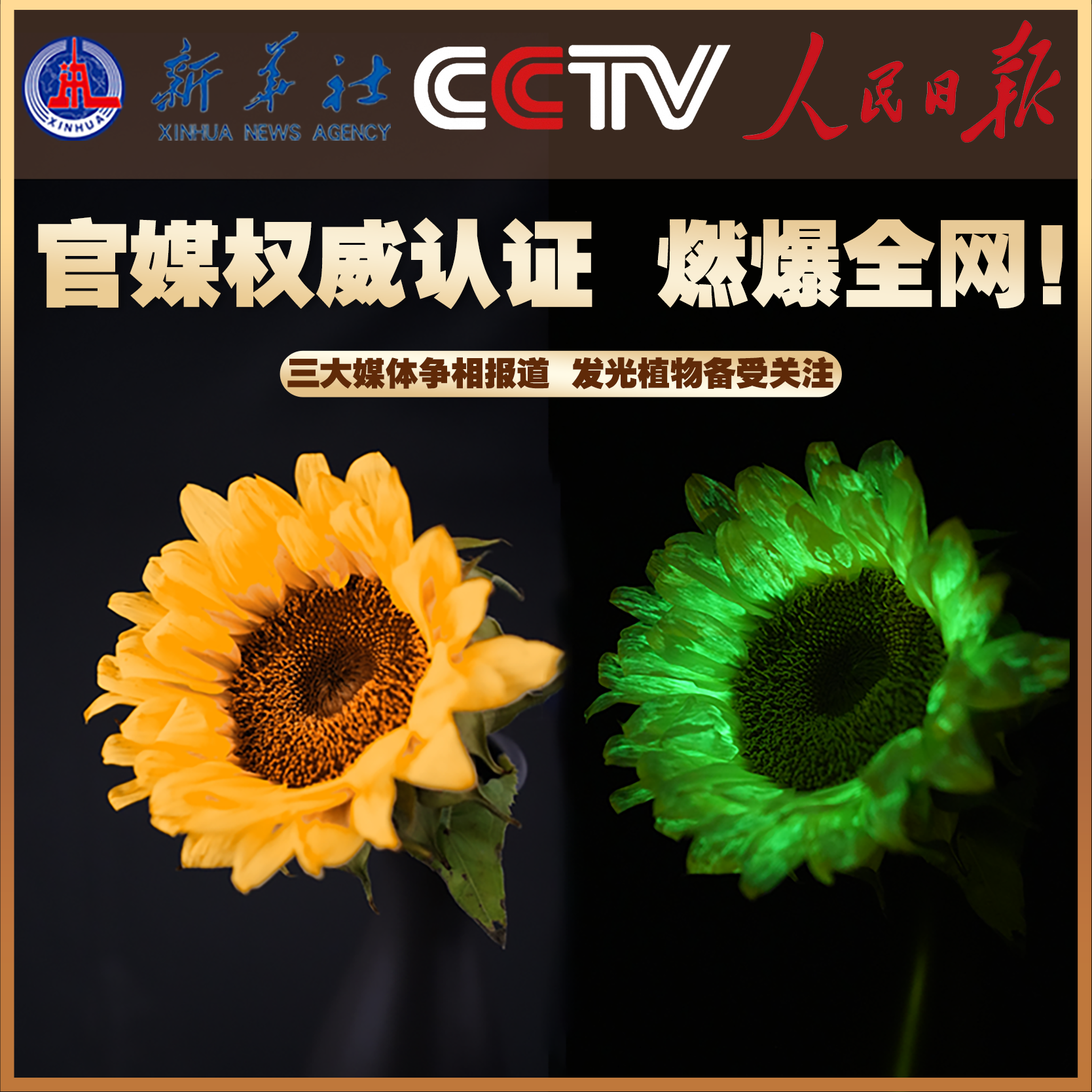 星萤夜花-基因改造夜晚能发光的向日葵-创意礼物-精灵花朵阿凡达