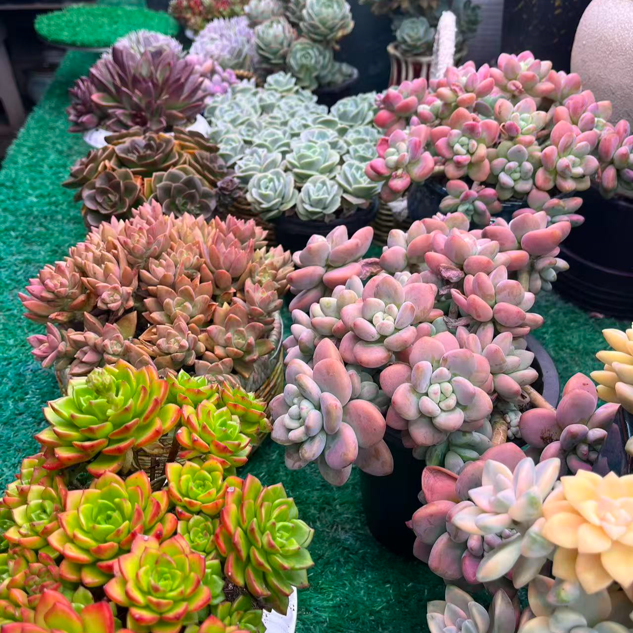 【集合链接10】黄大锤精选多肉