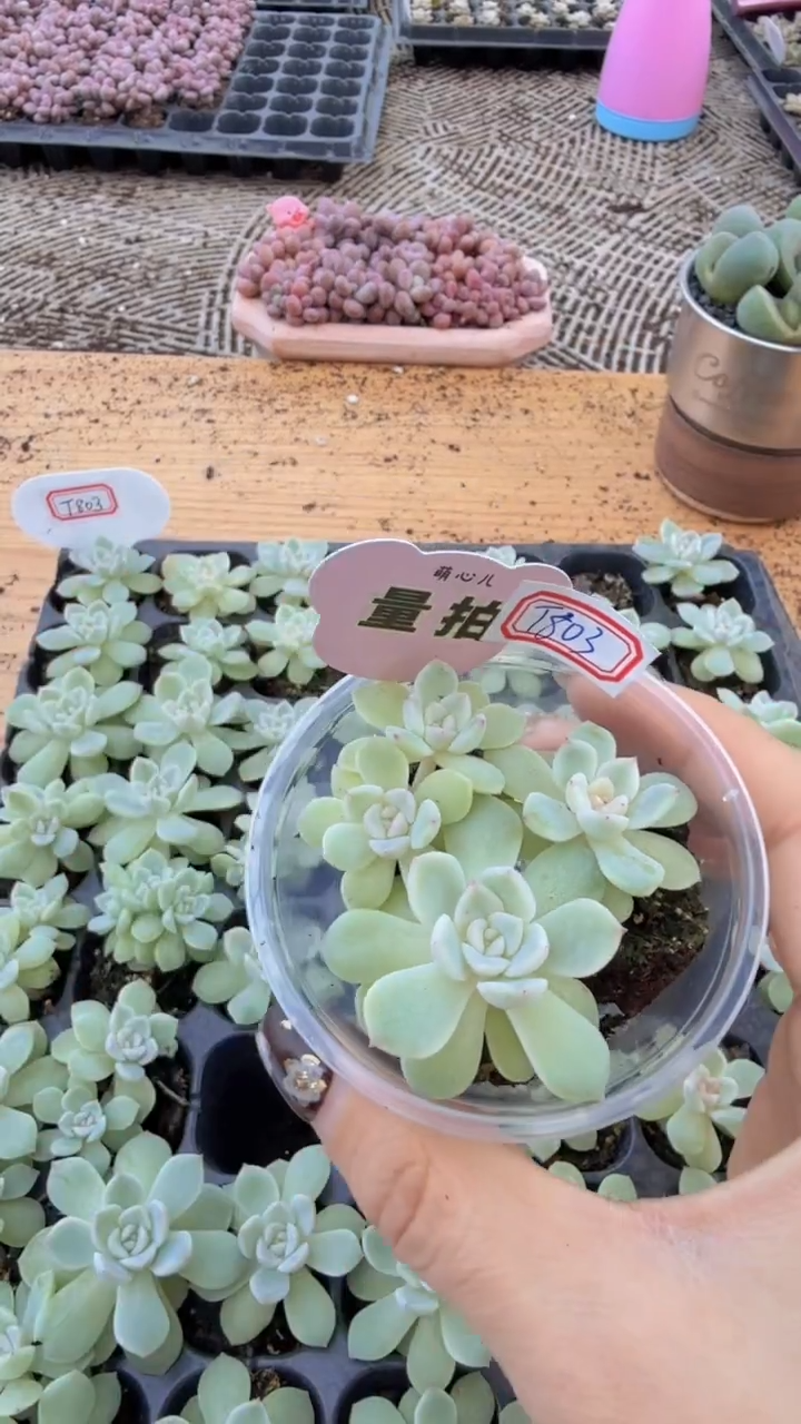 t803 单双混 3颗量拍多肉植物 满9.9包邮
