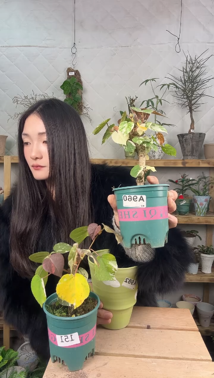 无花朵960花叶黄锦育苗盆