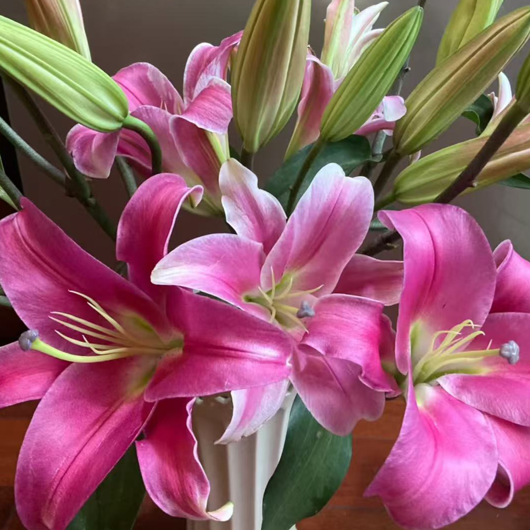 【六哥花卉】 罗宾娜香水百合 任意两单鲜花给腊梅一把