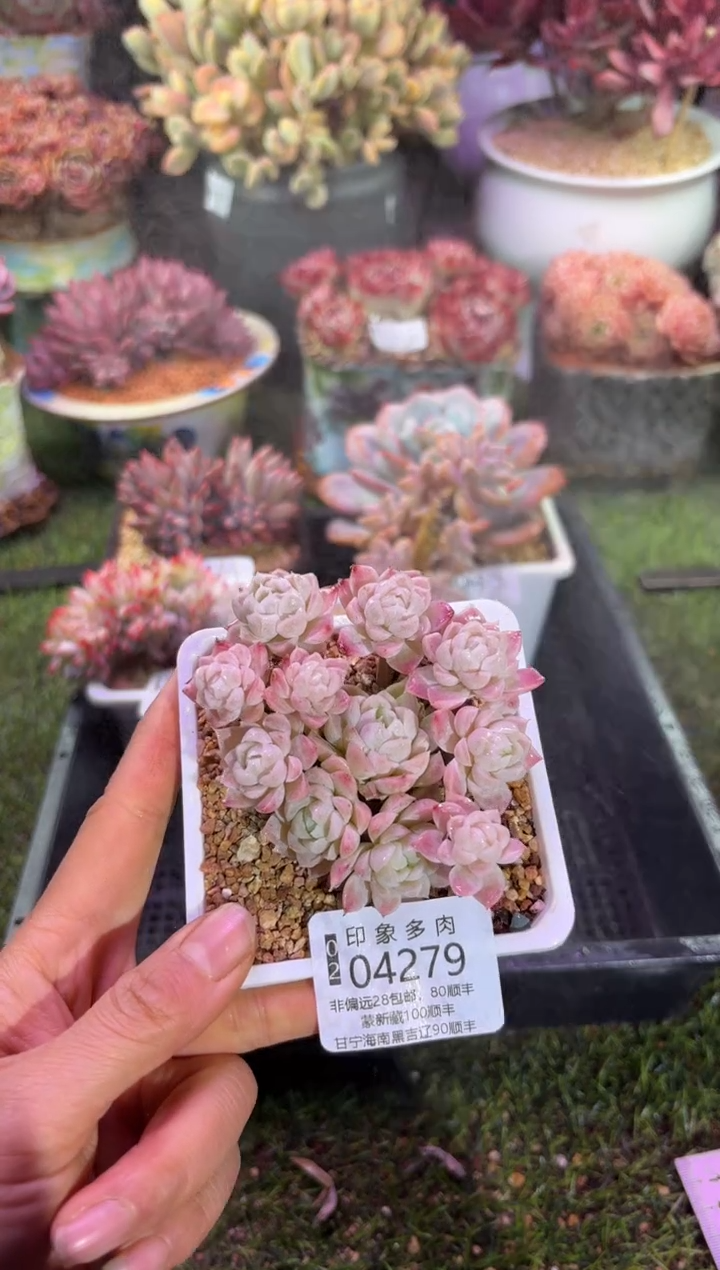 【闪购商品】04279