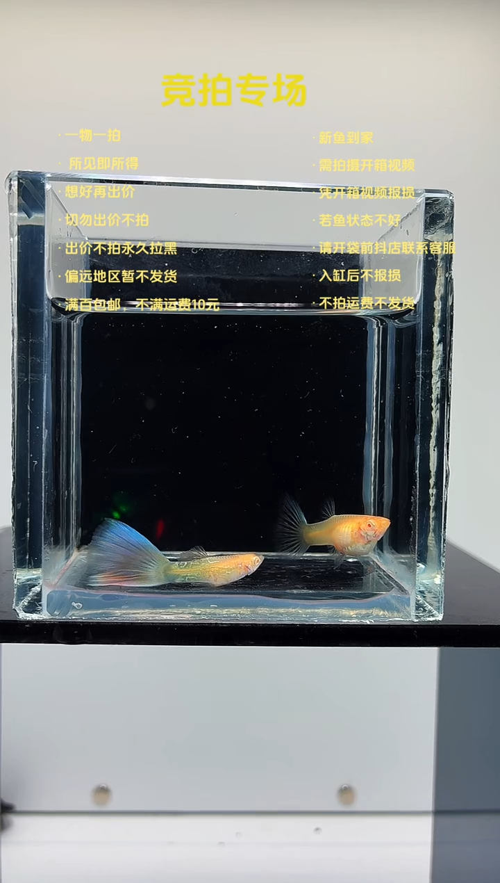 孔雀鱼幻彩蕾丝一对-4