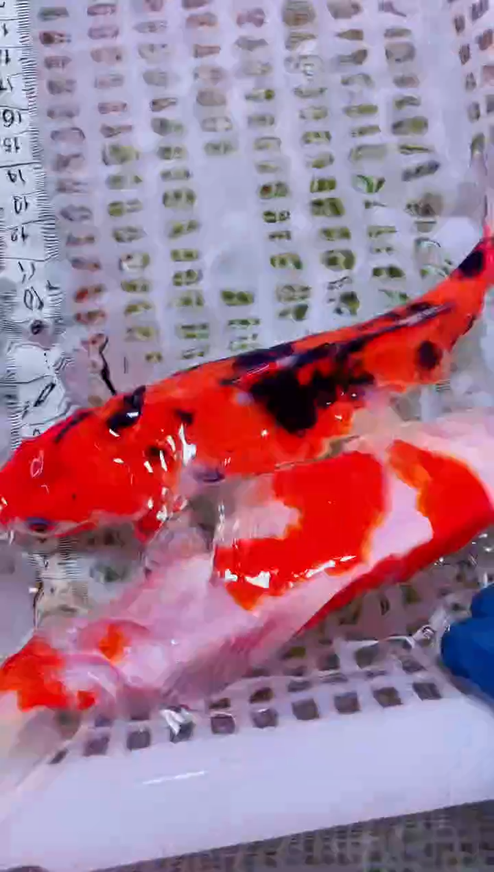 锦鲤血统锦鲤全场包邮20