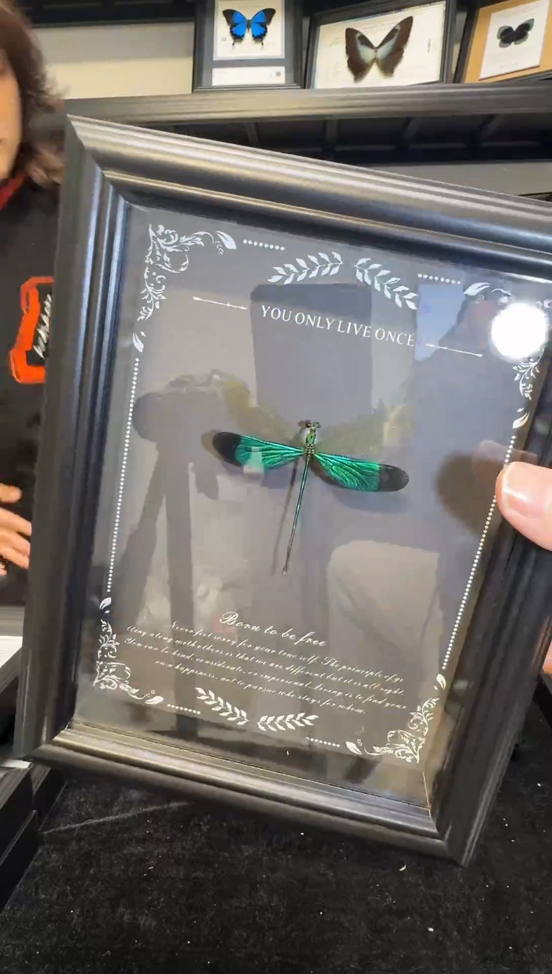 玻璃一物一拍，真实蝴蝶标本