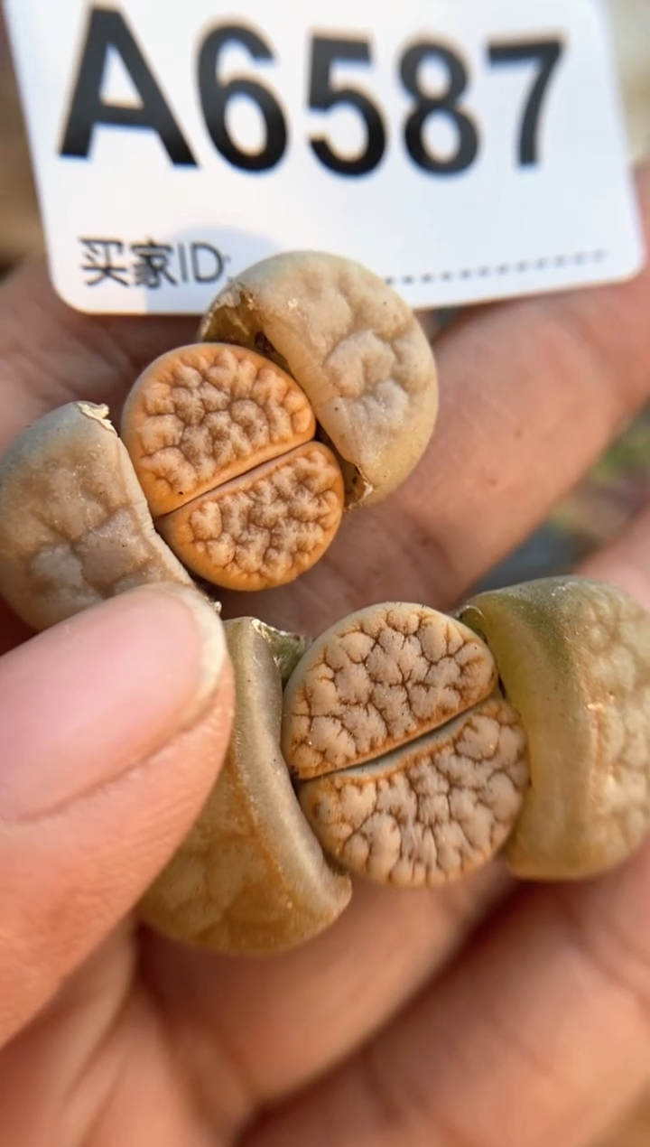 【闪购商品】6587直播一物一拍