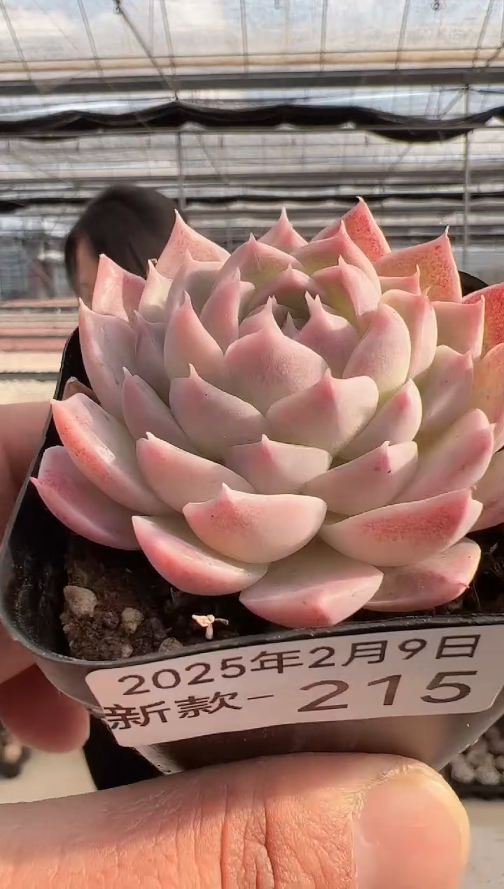 【闪购商品】新款多肉-215