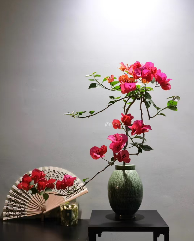 《异域彩虹》一物一拍三角梅，运输途中落花落叶属正常现象，介意慎拍