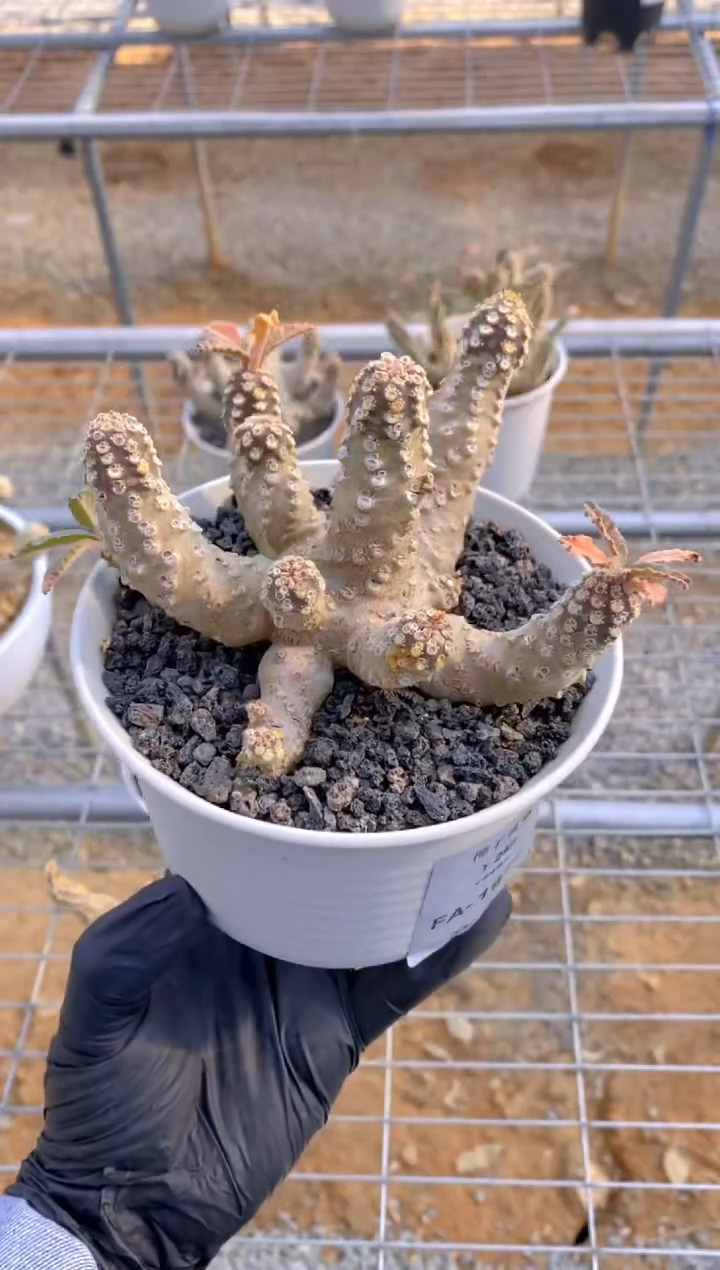 【闪购商品】椰子琉桑FA-1976