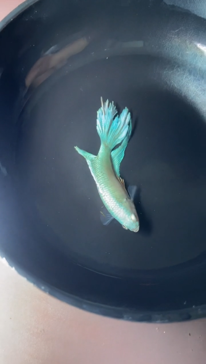 斗鱼精品无纹蓝母