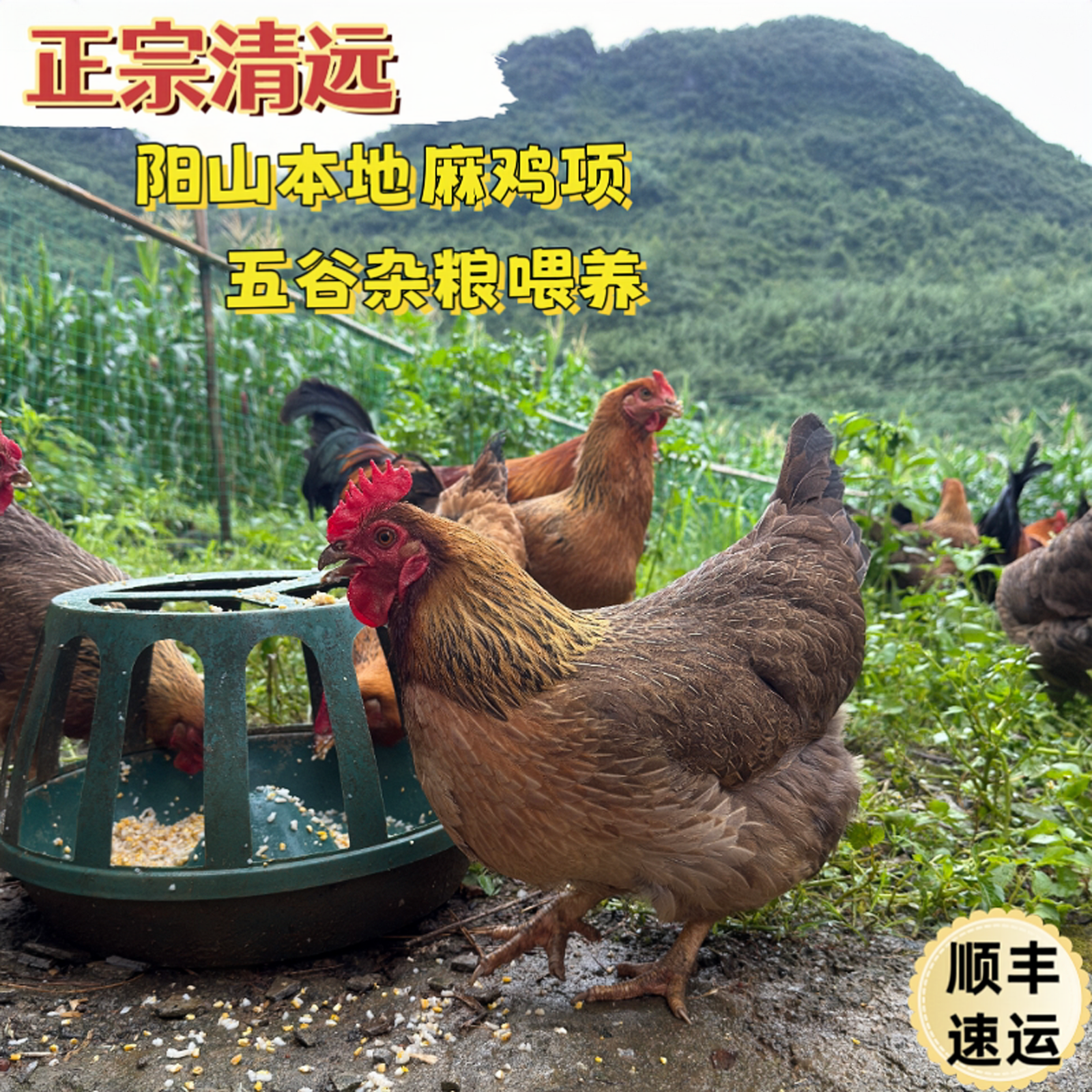 广东清远阳山麻鸡 230天散养母鸡 现宰现发 包冰率不含冰