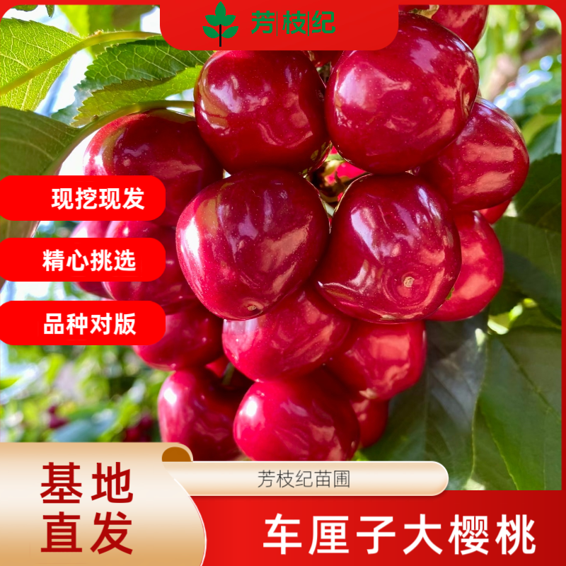 车厘子正宗大樱桃樱桃树苗果树嫁接庭院盆栽南北方种植当年耐寒