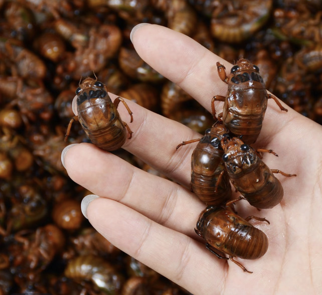 2025新鲜金蝉知了猴速冻现抓爬叉猴蝉蛹顺丰包邮  柑