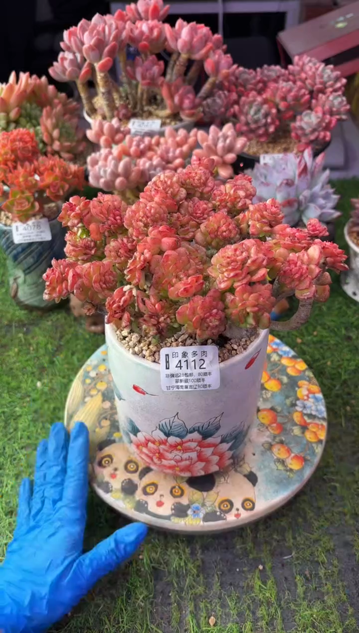 昆明印象多肉4112