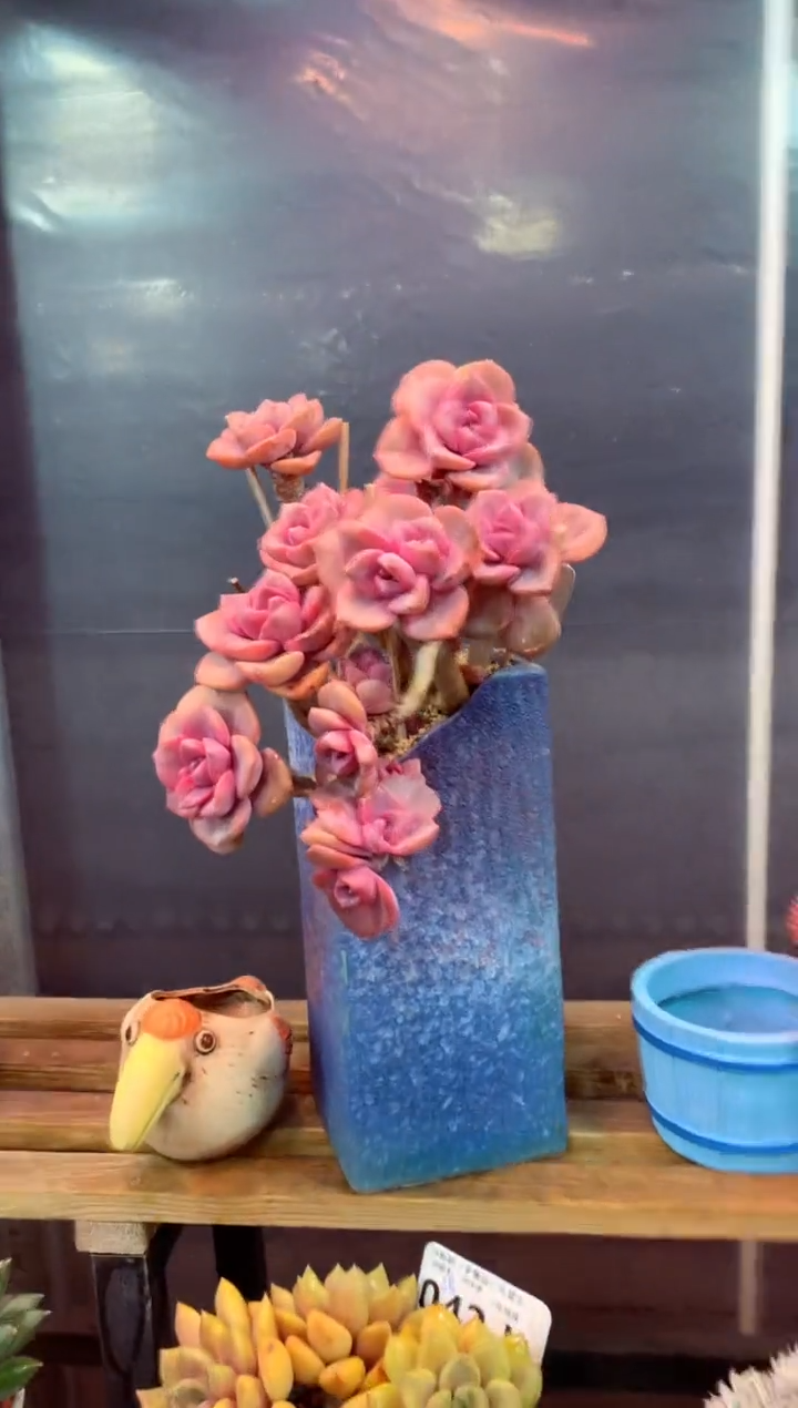 047J（一物一拍，精品多肉，w所见即所得 ）