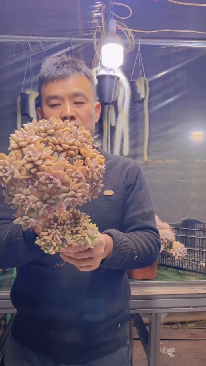 252淡雪缀化一物一拍