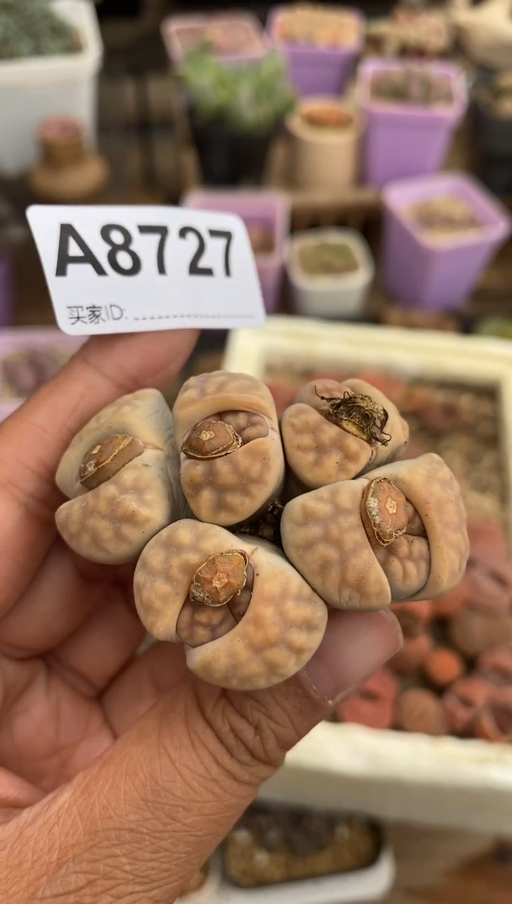 【闪购商品】8727直播一物一拍