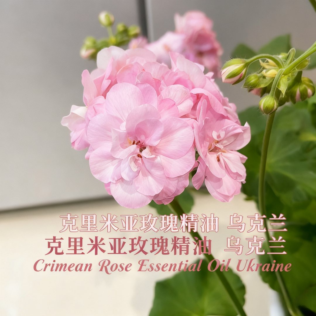 克里米亚玫瑰精油  乌克兰   