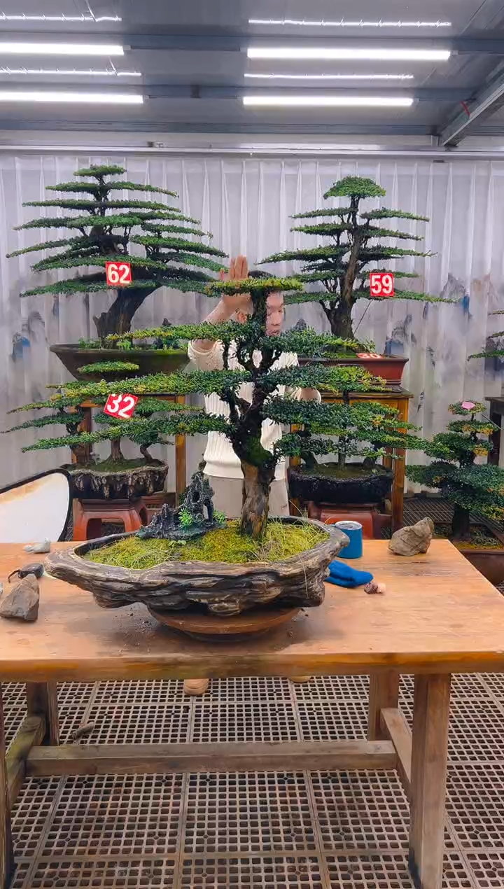 无花朵1****1精品盆景直播间一物一拍