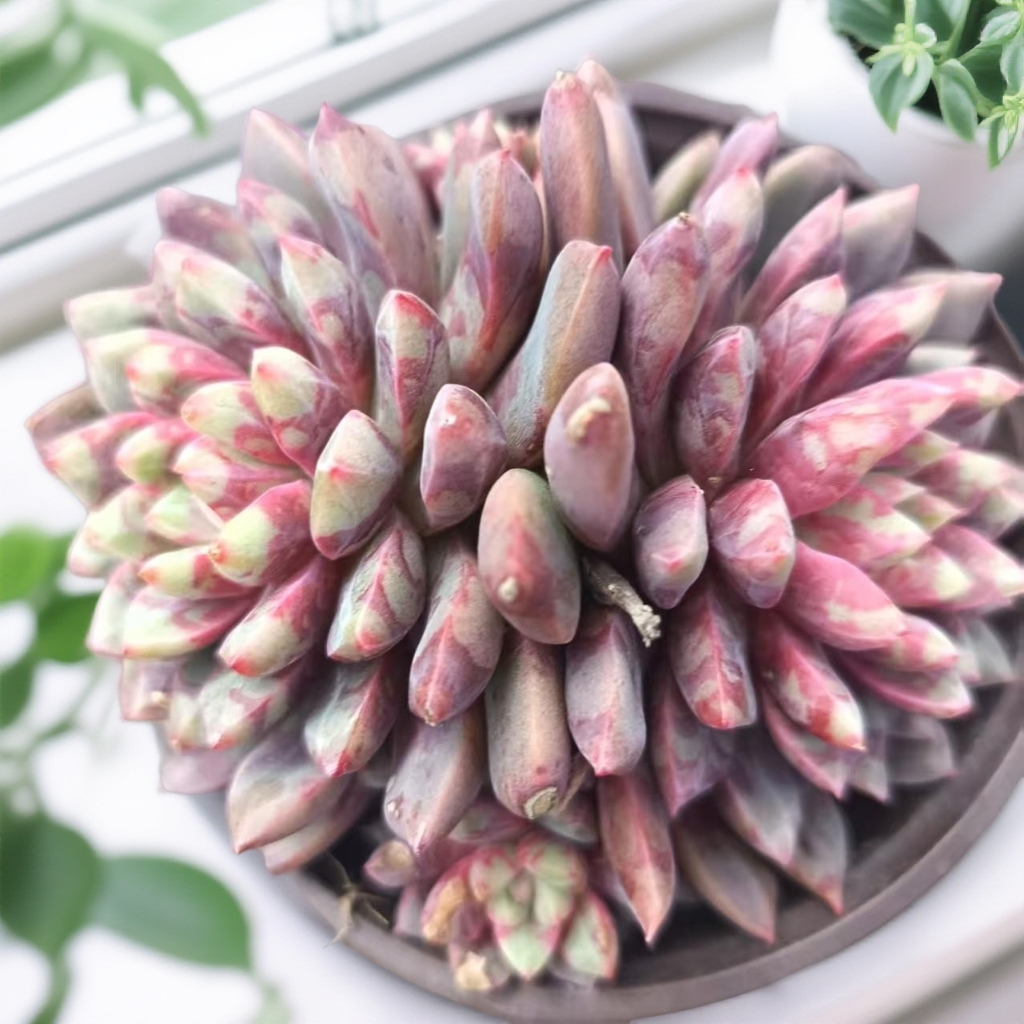 血燕(拼满15元包邮)室内盆栽 净化绿植盆栽大棚多肉