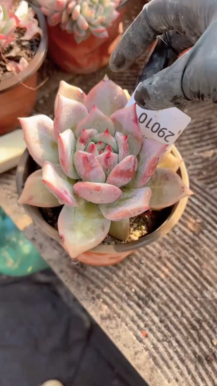 湉*跃跃精品多肉29010