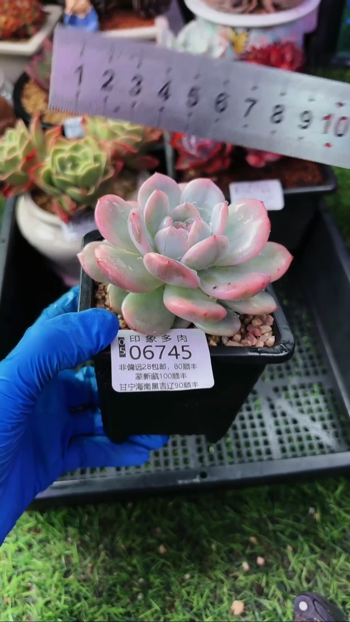 昆明印象多肉06745