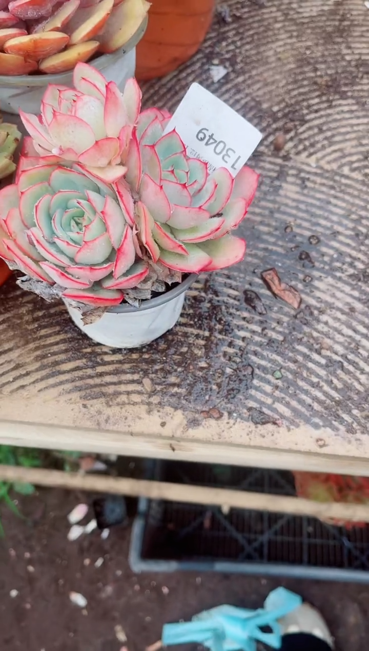 ^****^跃跃精品多肉13049