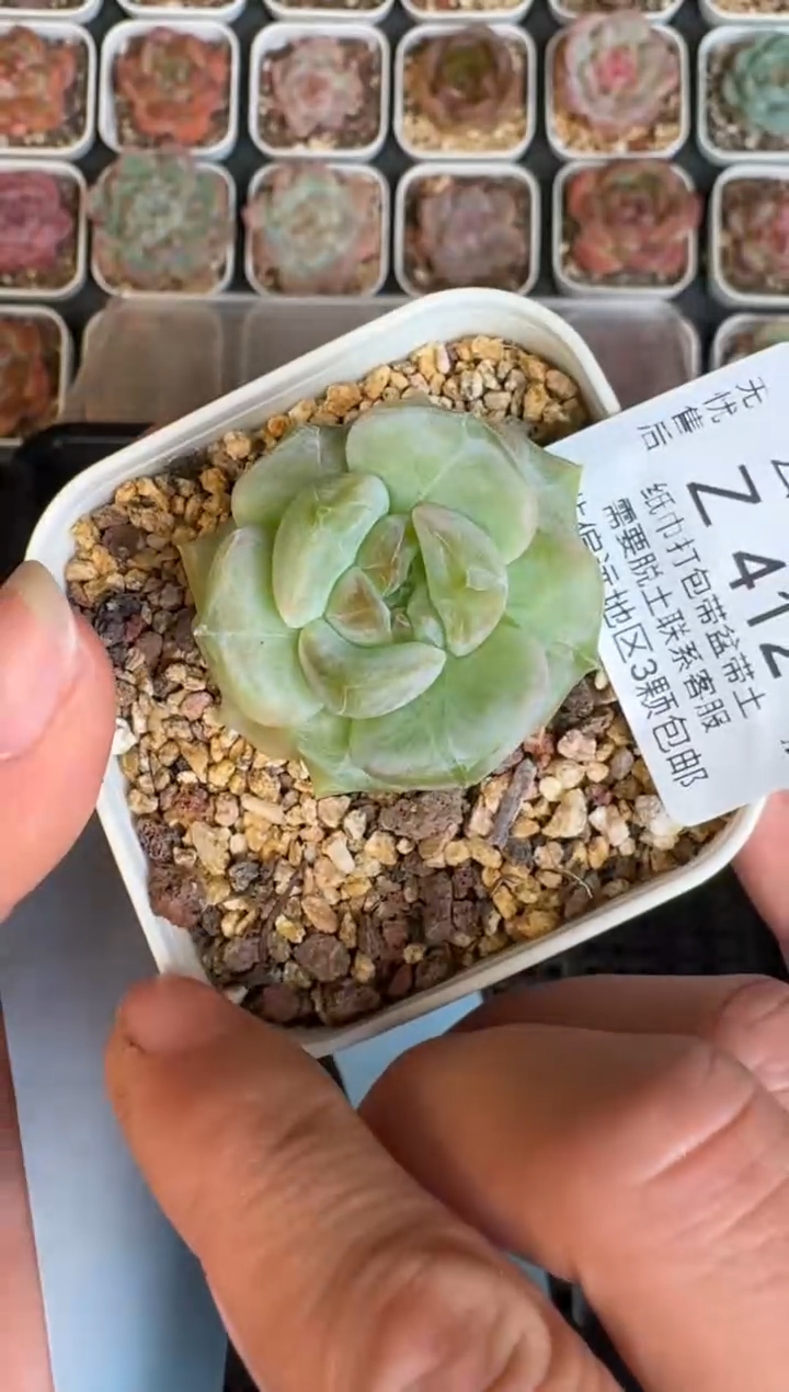 412Y 珍妮多肉(6.5cm杯）一物一拍 带盆土发