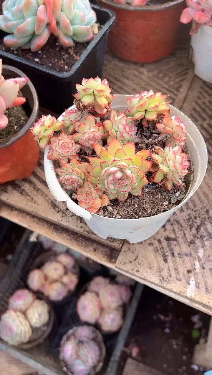 天****司多肉植物一物一拍10318