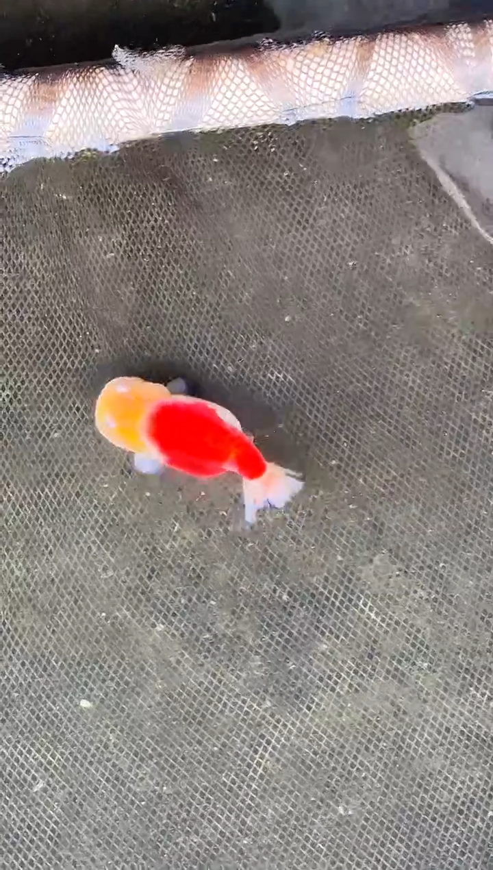 金鱼遇*光水娃娃观赏鱼兰寿金鱼  不包邮