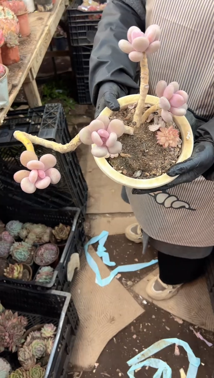 忙****?多肉植物一物一拍14402