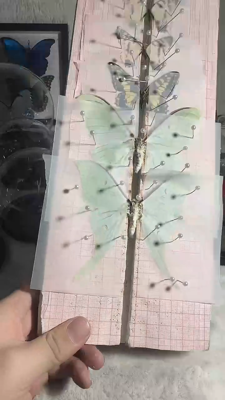 有机玻璃绿尾大蚕蛾