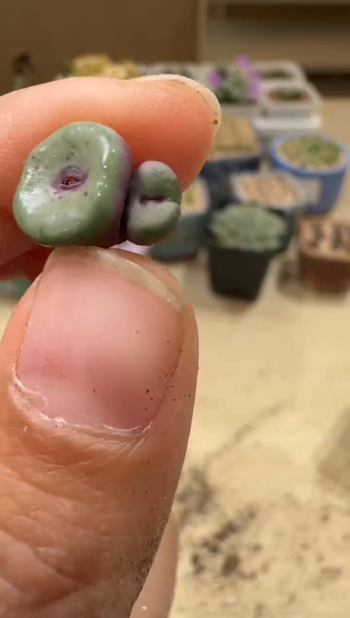9-36多肉植物肉锥
