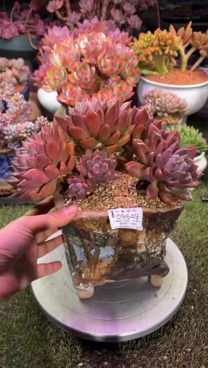 【闪购商品】09649