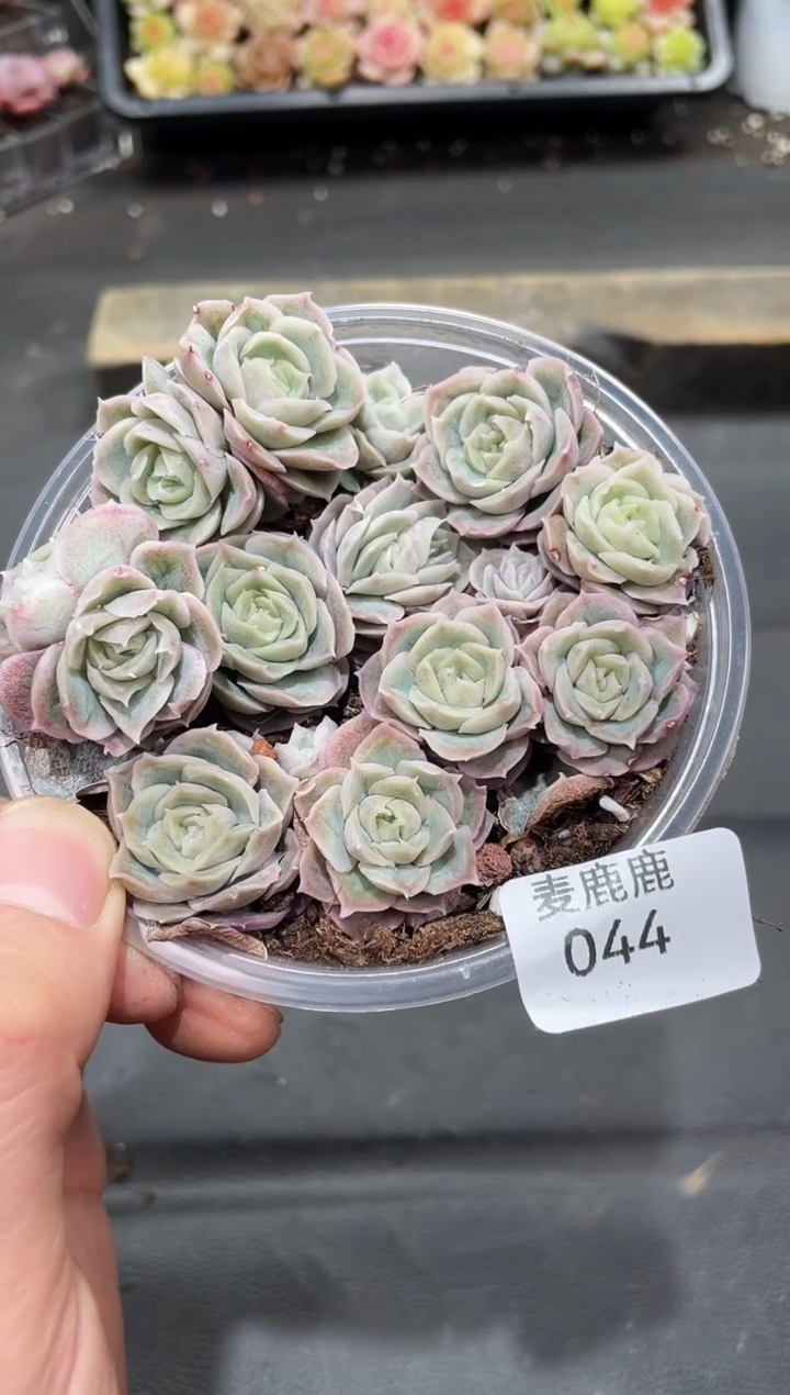 044水晶虾饺   保13颗      量拍