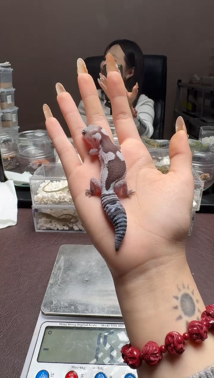 蓝斑珠宝蜥鳞与尾 Scale Tail 爬宠奥祖