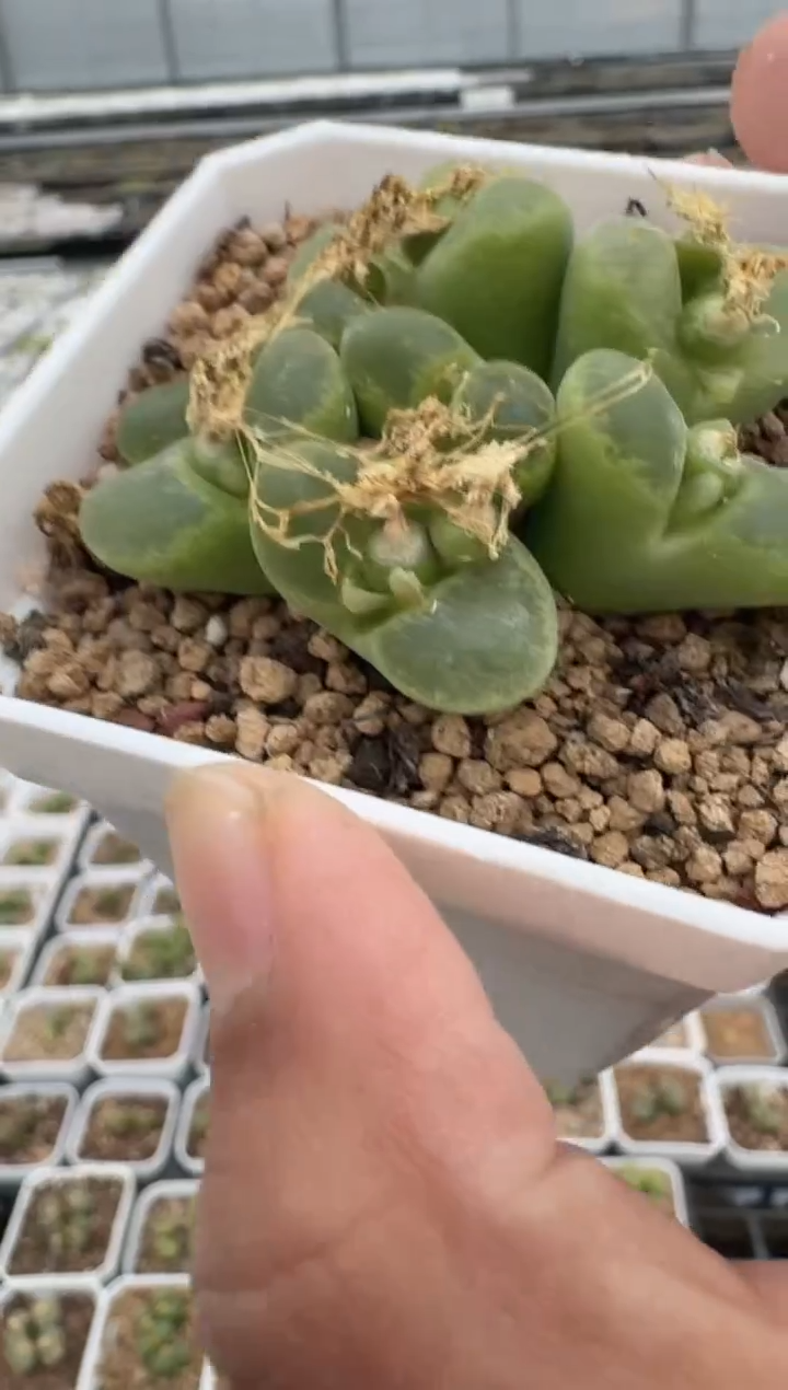 10-225多肉植物肉锥