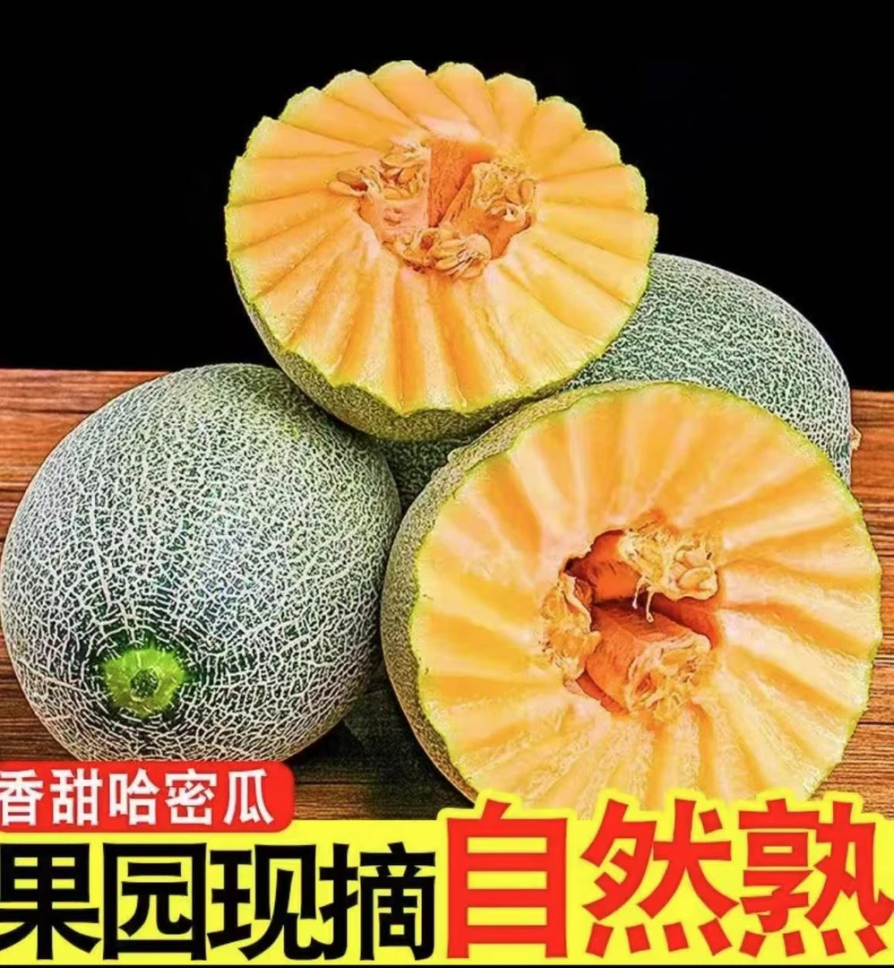山东西州蜜25号哈密瓜新鲜现摘脆甜多汁