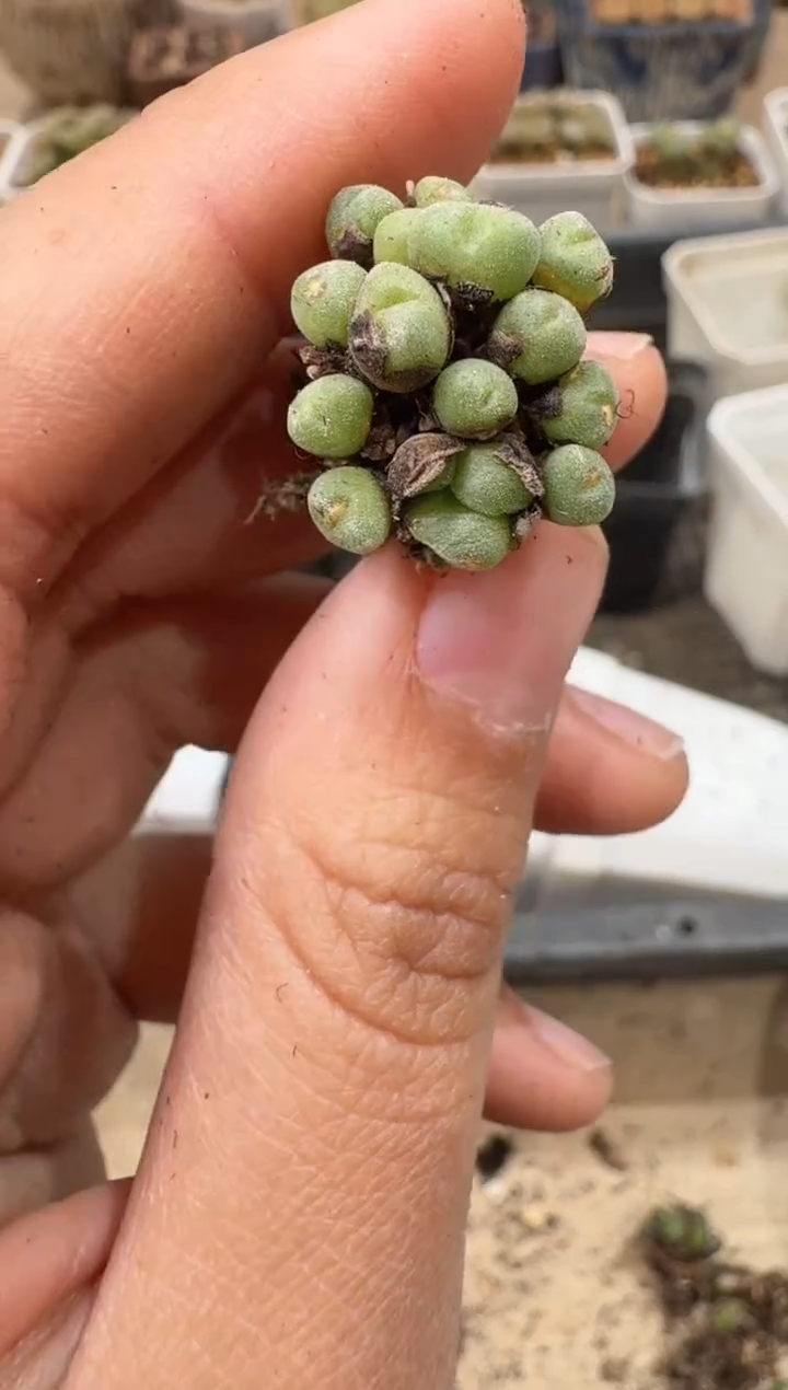 多肉植物肉锥4-63