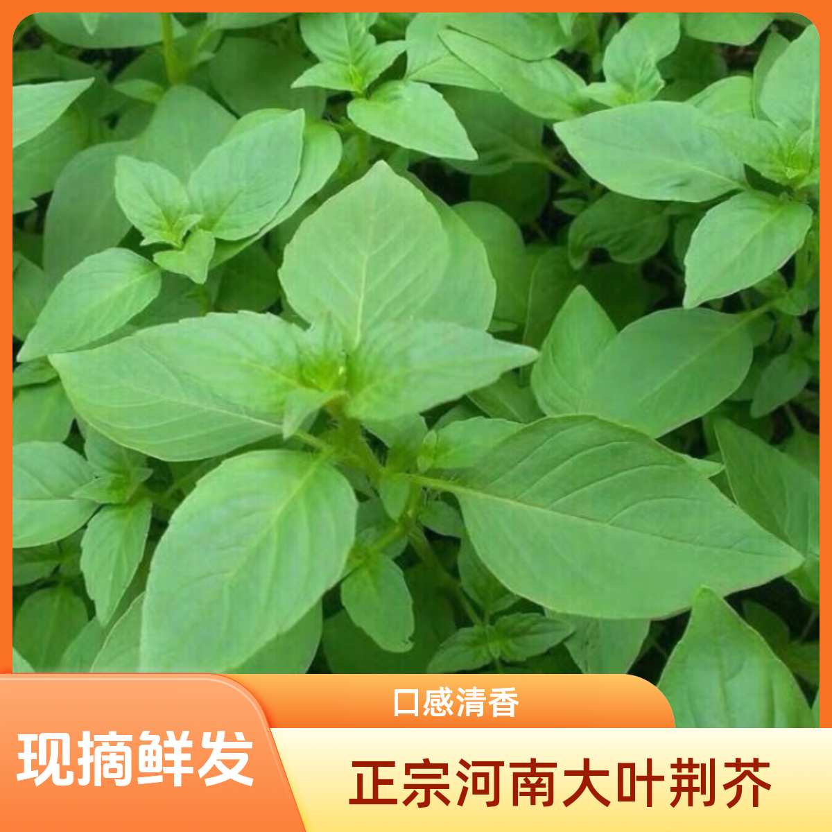 河南本地荆芥菜新鲜现摘现发凉拌菜配菜大叶荆芥带根少土可栽