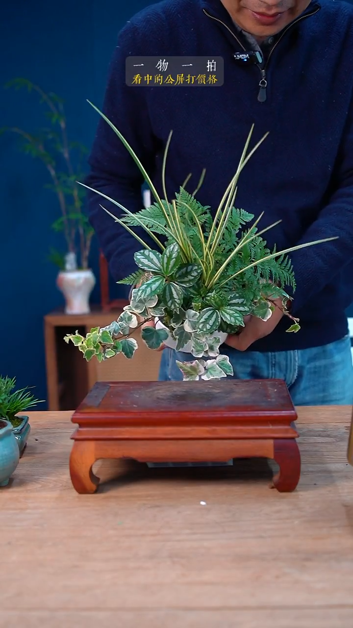 完全开放浅**然198山野草