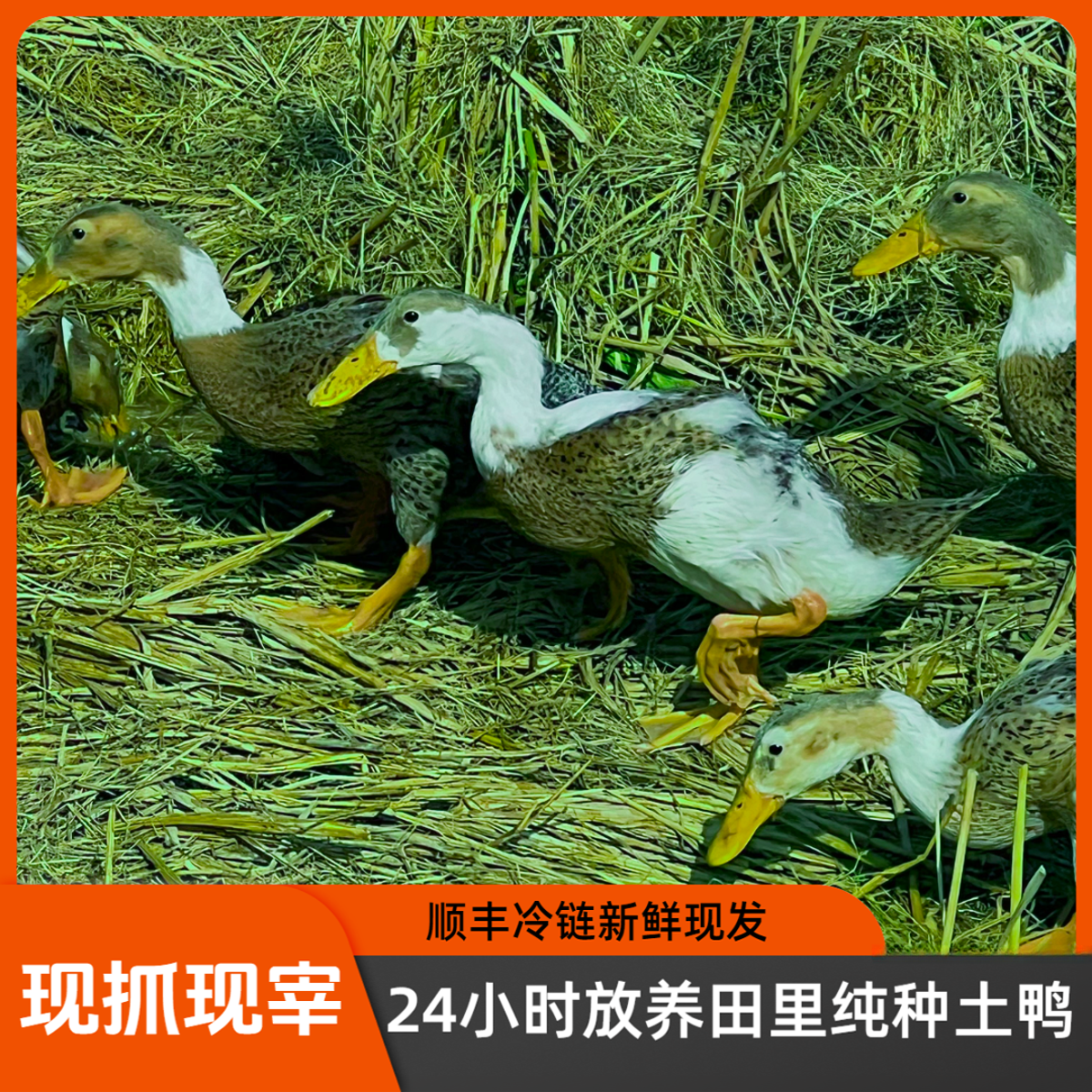 江西野外放养跑田鸭顺丰冷链现宰新鲜配送24小时野外纯正农村土鸭