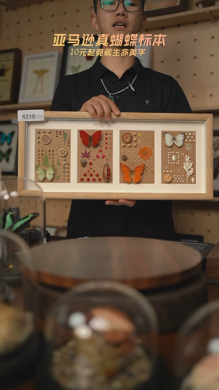 蝴蝶标本摆件n219